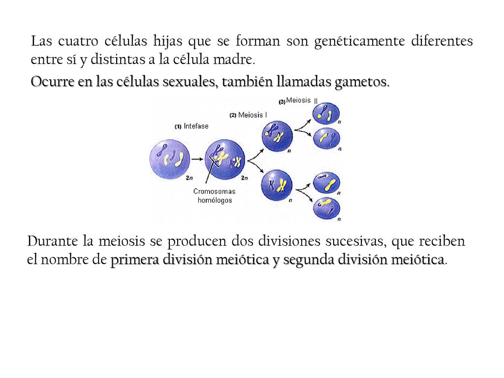 Las cuatro células hijas que se forman son genéticamente diferentes entre sí y distintas a la célula madre. Ocurre en las células sexuales, también llamadas gametos.