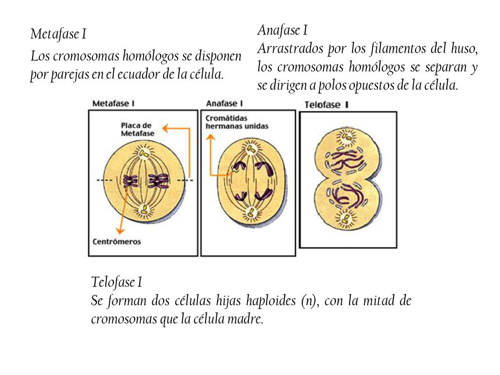 Anafase I Arrastrados por los filamentos del huso, los cromosomas homólogos se separan y se dirigen a polos opuestos de la célula.