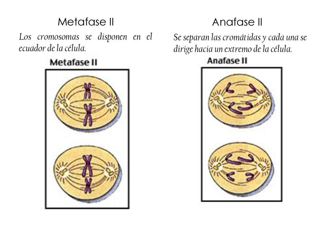 Metafase II Anafase II. Los cromosomas se disponen en el ecuador de la célula.