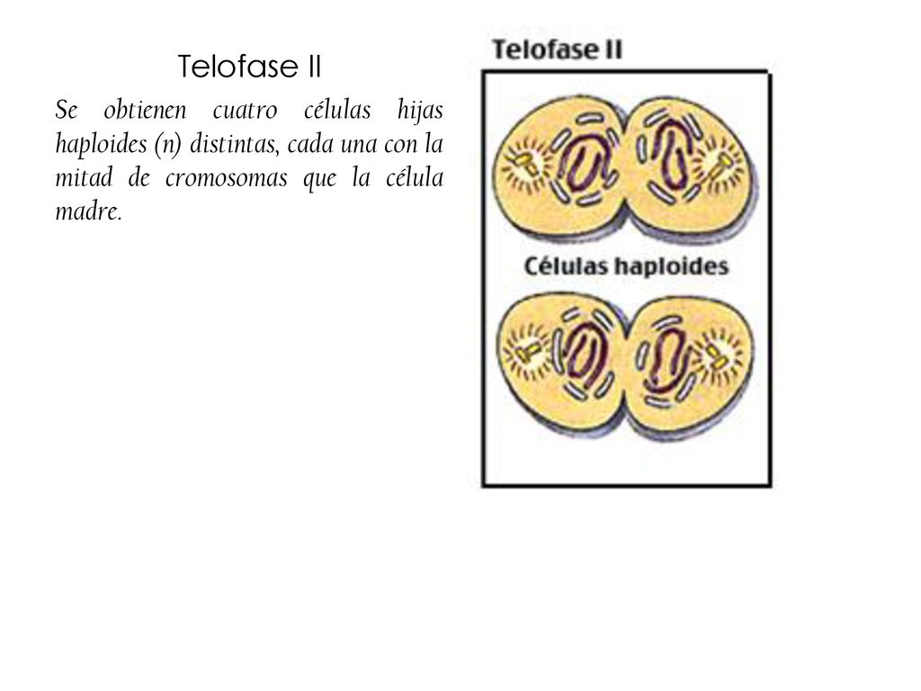 Telofase II Se obtienen cuatro células hijas haploides (n) distintas, cada una con la mitad de cromosomas que la célula madre.