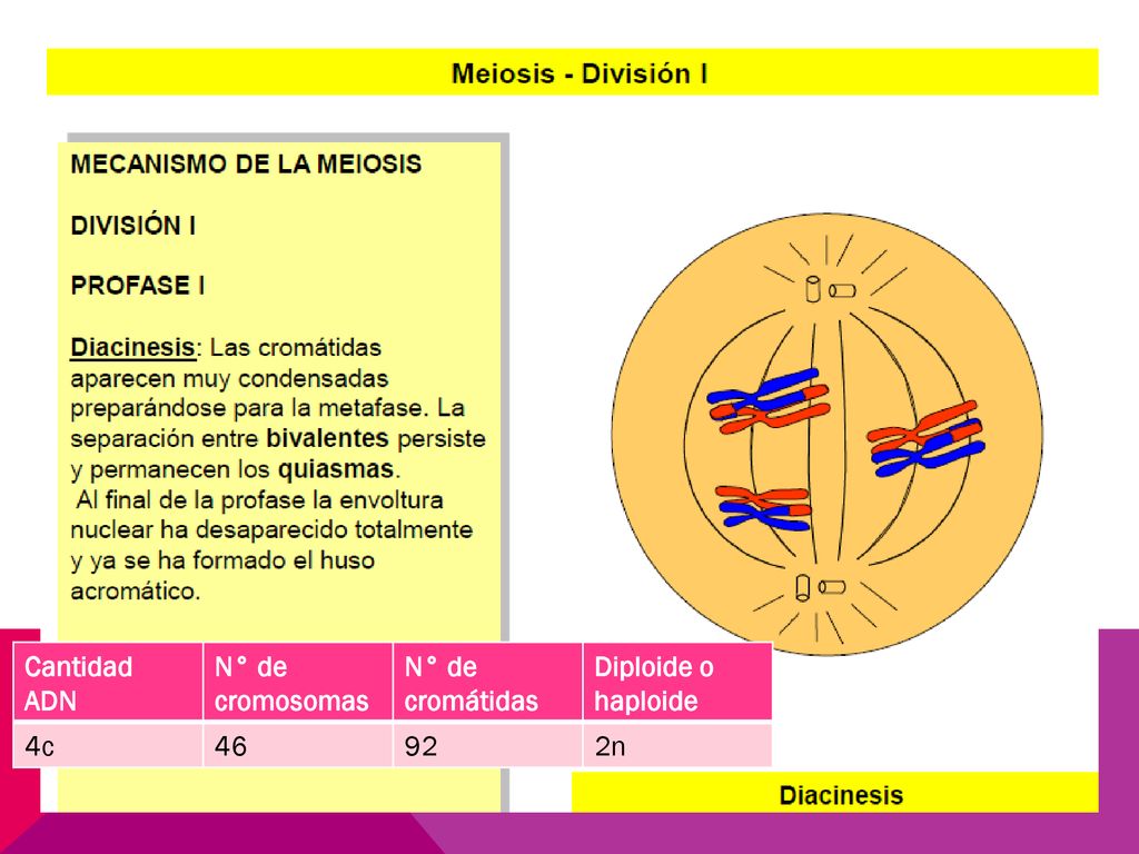Cantidad ADN N° de cromosomas N° de cromátidas Diploide o haploide 4c n