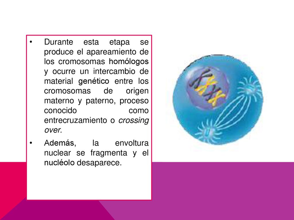 Durante esta etapa se produce el apareamiento de los cromosomas homólogos y ocurre un intercambio de material genético entre los cromosomas de origen materno y paterno, proceso conocido como entrecruzamiento o crossing over.