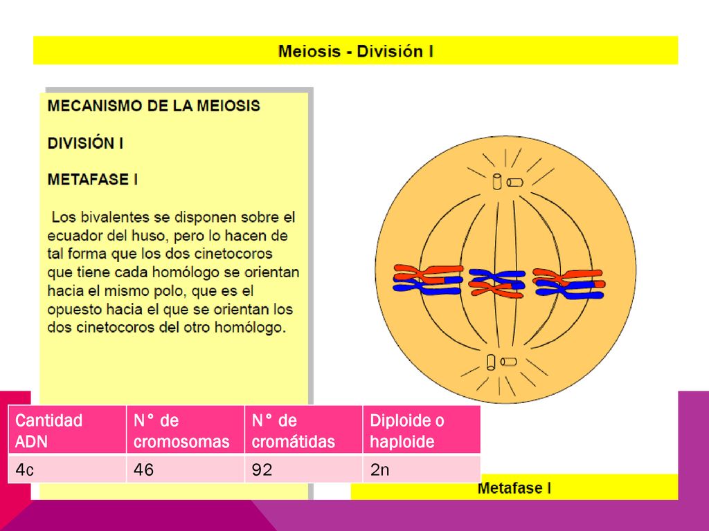 Cantidad ADN N° de cromosomas N° de cromátidas Diploide o haploide 4c n