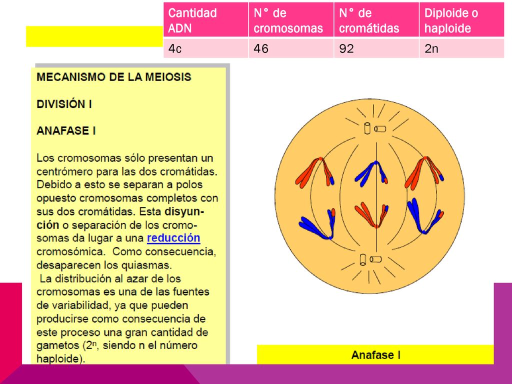 Cantidad ADN N° de cromosomas N° de cromátidas Diploide o haploide 4c n