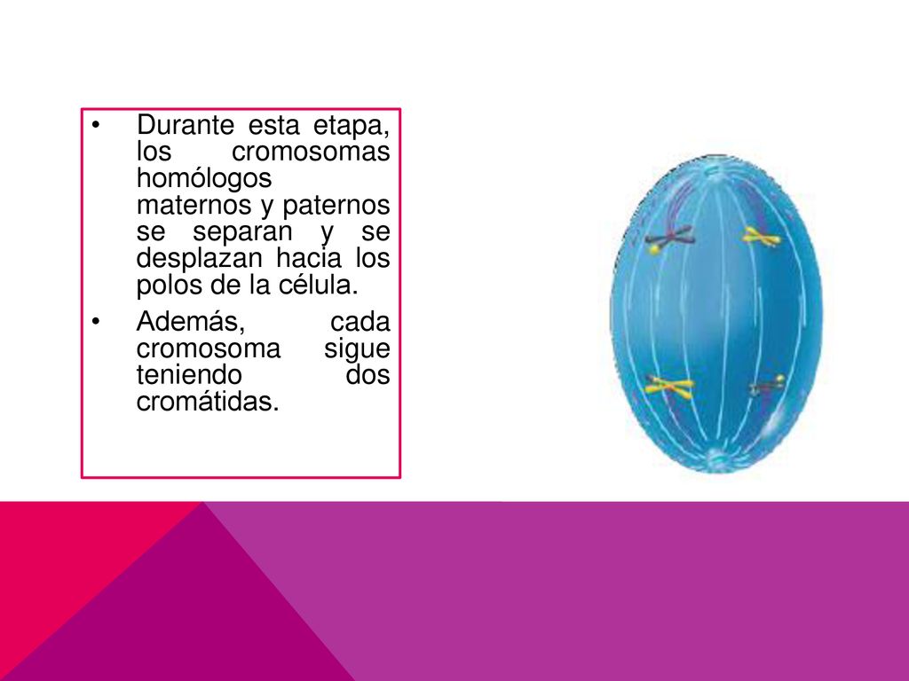 Durante esta etapa, los cromosomas homólogos maternos y paternos se separan y se desplazan hacia los polos de la célula.