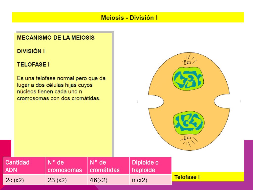 Cantidad ADN N° de cromosomas N° de cromátidas Diploide o haploide 2c (x2) 23 (x2) 46(x2) n (x2)