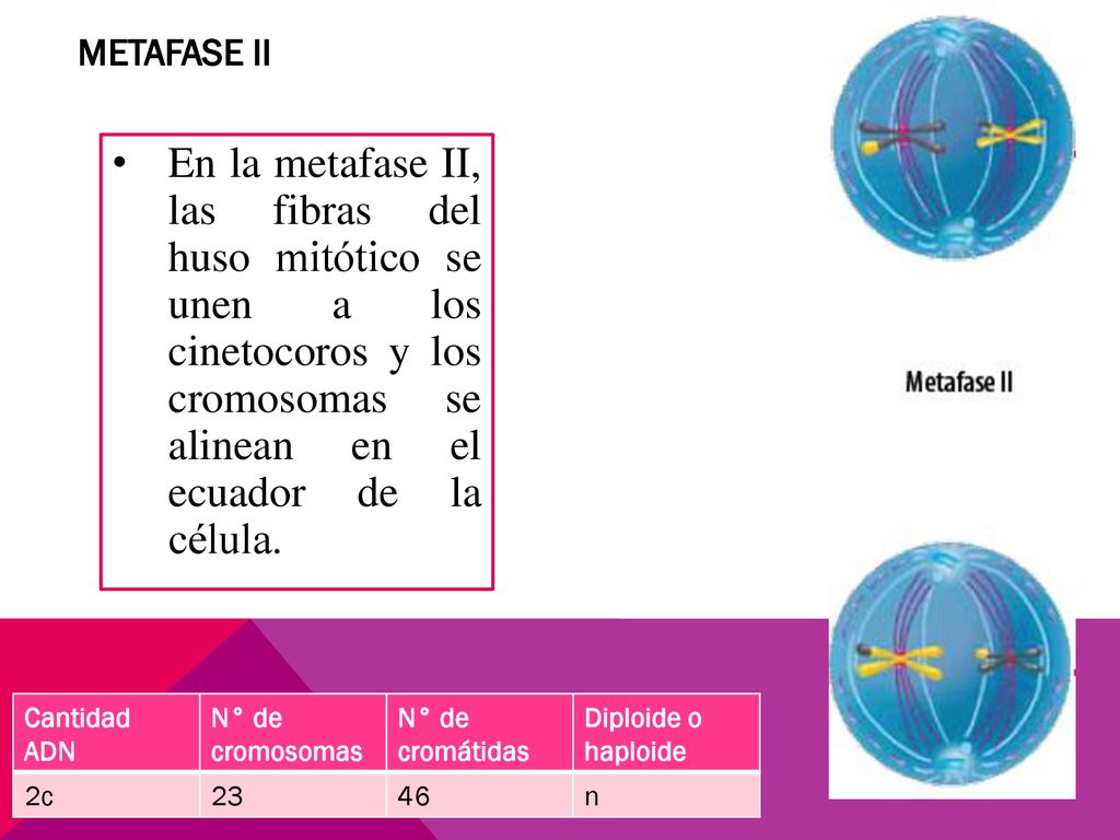 METAFASE II En la metafase II, las fibras del huso mitótico se unen a los cinetocoros y los cromosomas se alinean en el ecuador de la célula.