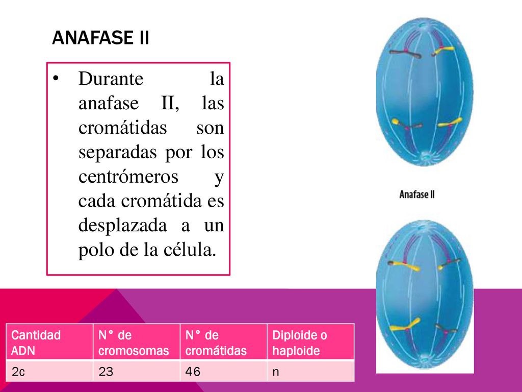 ANAFASE II Durante la anafase II, las cromátidas son separadas por los centrómeros y cada cromátida es desplazada a un polo de la célula.