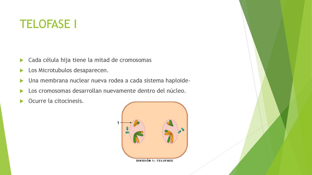 TELOFASE I Cada célula hija tiene la mitad de cromosomas