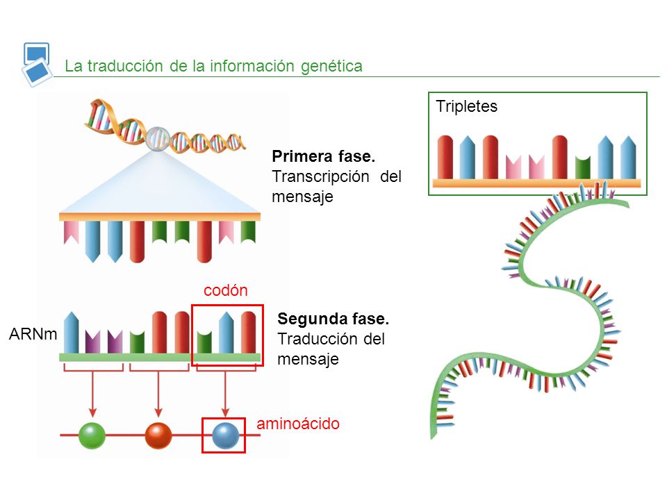 La traducción de la información genética