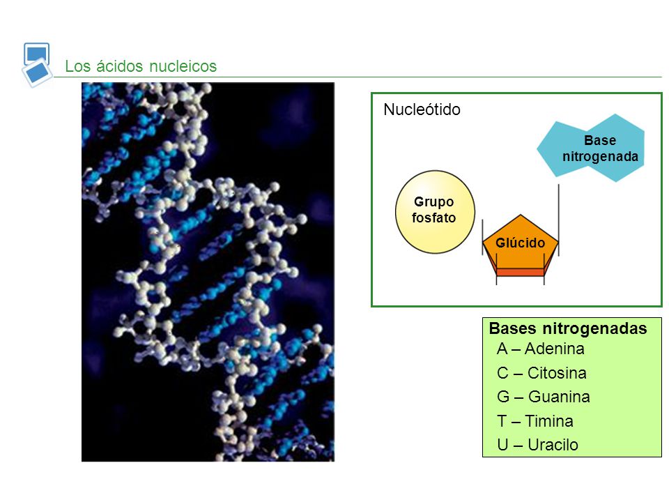 Los ácidos nucleicos T Nucleótido A C Bases nitrogenadas A – Adenina
