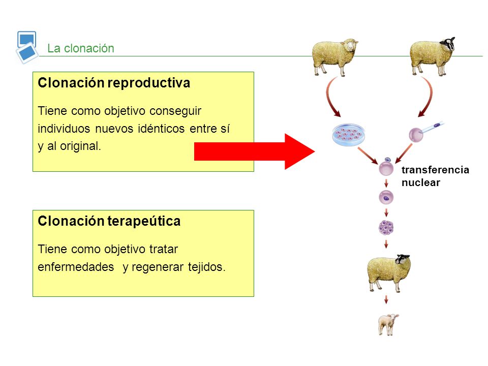 Clonación reproductiva