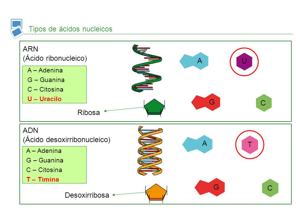 Tipos de ácidos nucleicos