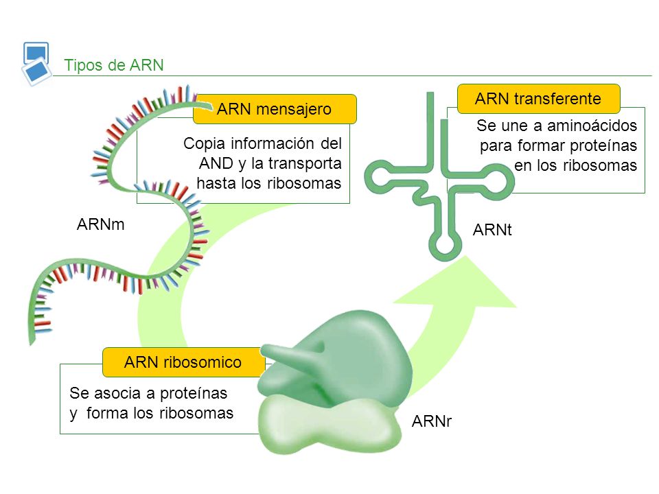 Tipos de ARN ARN transferente. ARN mensajero. Se une a aminoácidos para formar proteínas en los ribosomas.