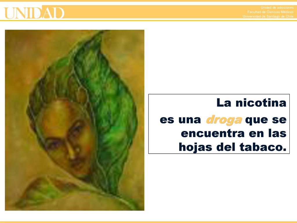 La nicotina es una droga que se encuentra en las hojas del tabaco.