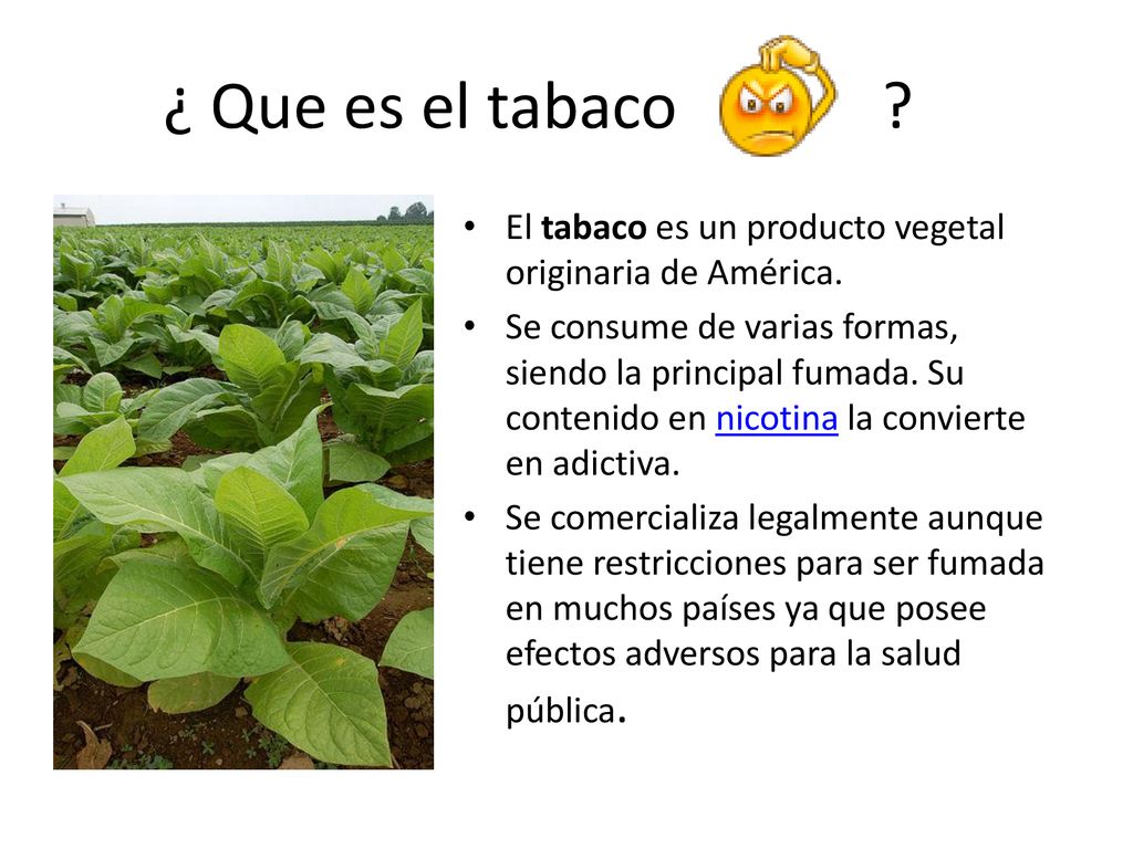 ¿ Que es el tabaco El tabaco es un producto vegetal originaria de América.
