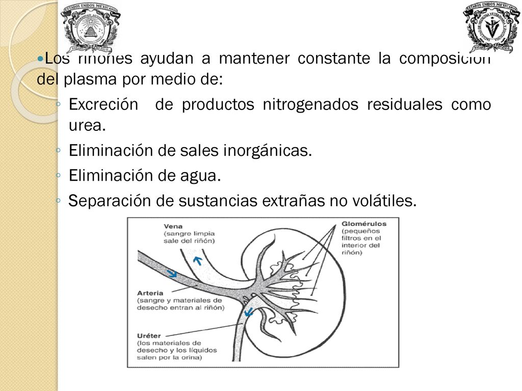 Los riñones ayudan a mantener constante la composición del plasma por medio de: