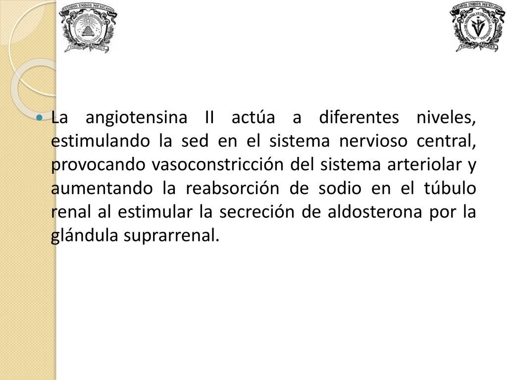 La angiotensina II actúa a diferentes niveles, estimulando la sed en el sistema nervioso central, provocando vasoconstricción del sistema arteriolar y aumentando la reabsorción de sodio en el túbulo renal al estimular la secreción de aldosterona por la glándula suprarrenal.