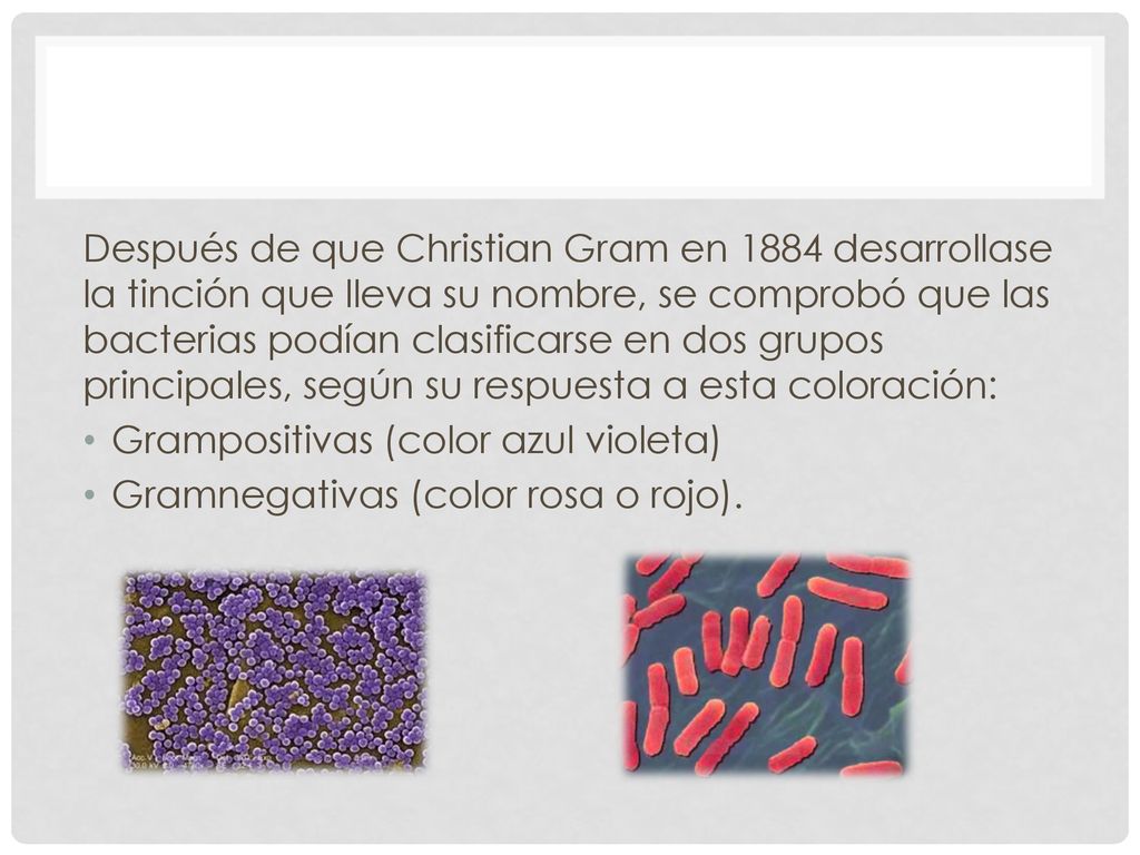 Después de que Christian Gram en 1884 desarrollase la tinción que lleva su nombre, se comprobó que las bacterias podían clasificarse en dos grupos principales, según su respuesta a esta coloración: