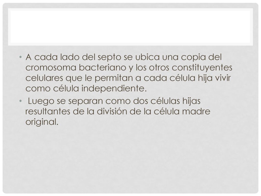 A cada lado del septo se ubica una copia del cromosoma bacteriano y los otros constituyentes celulares que le permitan a cada célula hija vivir como célula independiente.
