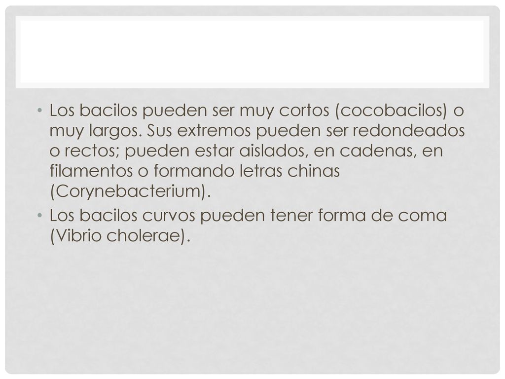 Los bacilos pueden ser muy cortos (cocobacilos) o muy largos