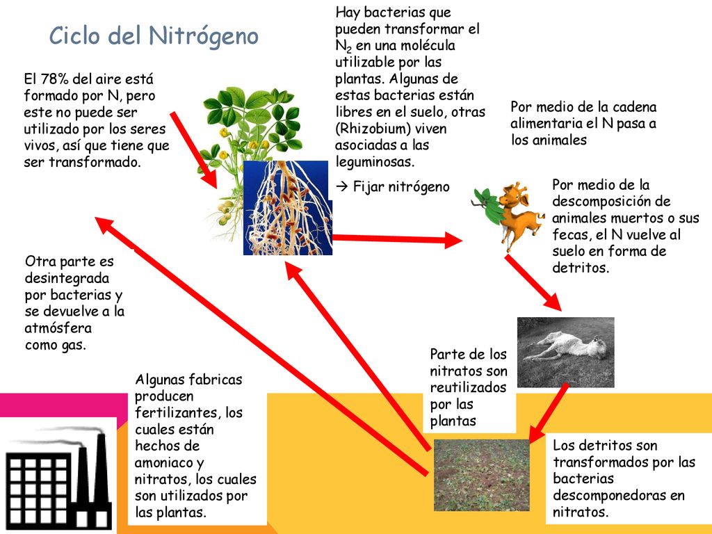 Hay bacterias que pueden transformar el N2 en una molécula utilizable por las plantas. Algunas de estas bacterias están libres en el suelo, otras (Rhizobium) viven asociadas a las leguminosas.