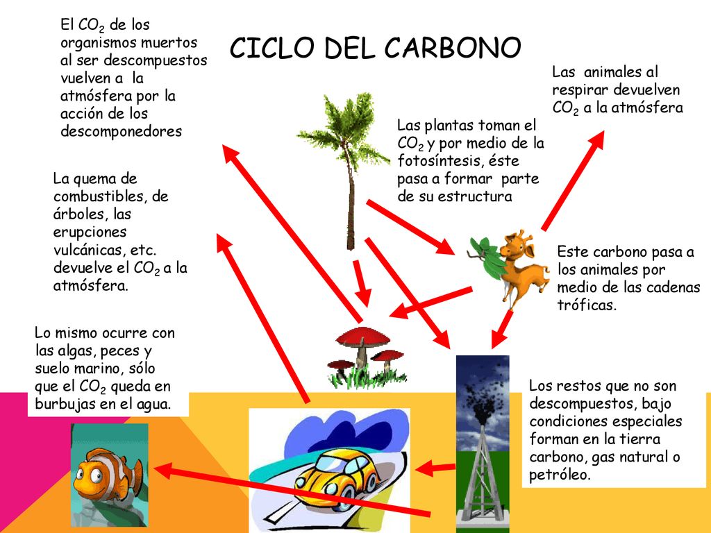 El CO2 de los organismos muertos al ser descompuestos vuelven a la atmósfera por la acción de los descomponedores