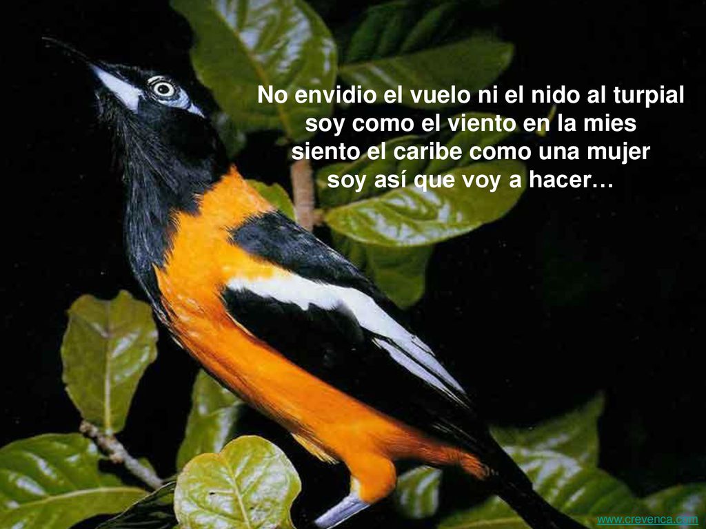 No envidio el vuelo ni el nido al turpial soy como el viento en la mies siento el caribe como una mujer soy así que voy a hacer…