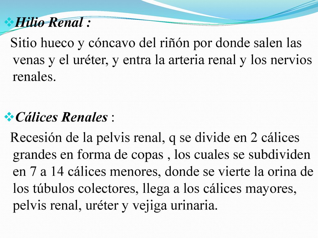 Hilio Renal : Sitio hueco y cóncavo del riñón por donde salen las venas y el uréter, y entra la arteria renal y los nervios renales.