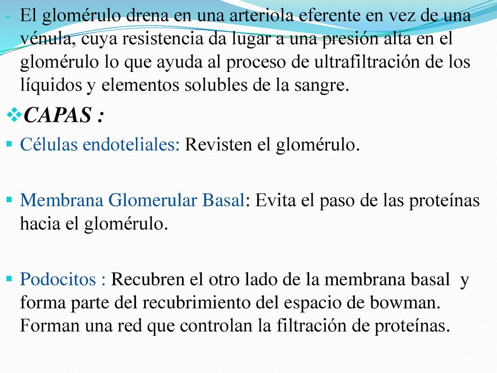 El glomérulo drena en una arteriola eferente en vez de una vénula, cuya resistencia da lugar a una presión alta en el glomérulo lo que ayuda al proceso de ultrafiltración de los líquidos y elementos solubles de la sangre.