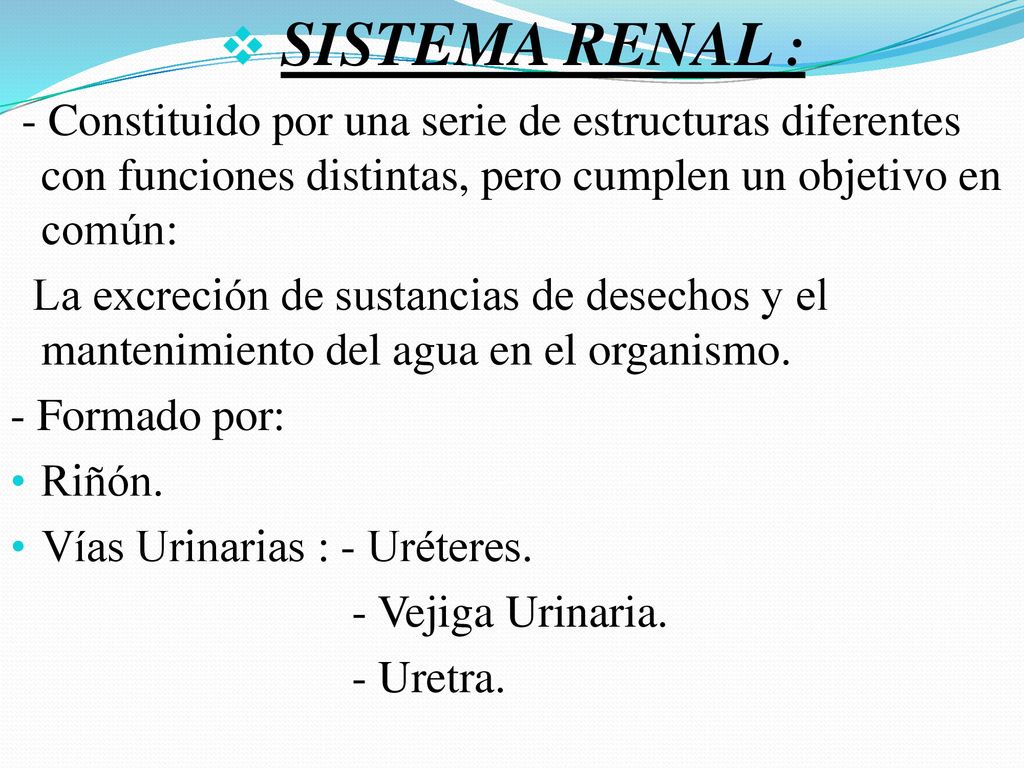 SISTEMA RENAL : - Constituido por una serie de estructuras diferentes con funciones distintas, pero cumplen un objetivo en común: