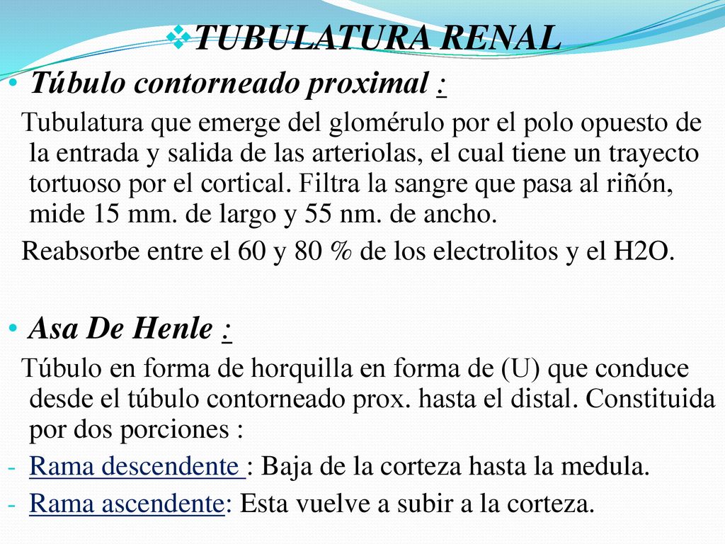 TUBULATURA RENAL Túbulo contorneado proximal : Asa De Henle :