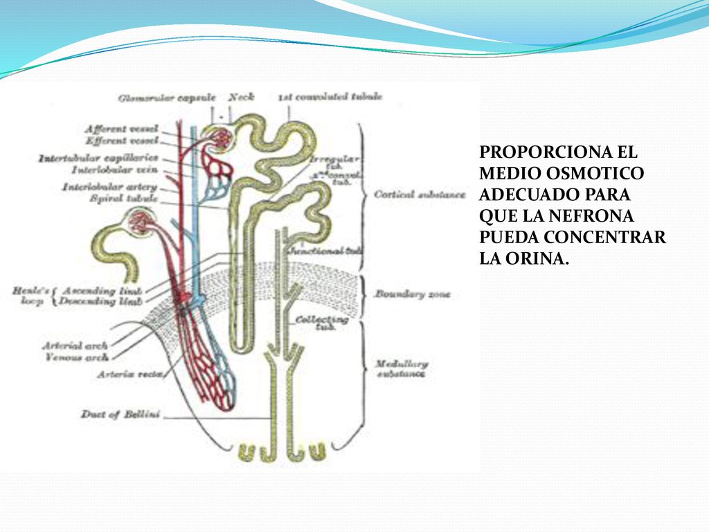PROPORCIONA EL MEDIO OSMOTICO ADECUADO PARA QUE LA NEFRONA PUEDA CONCENTRAR LA ORINA.