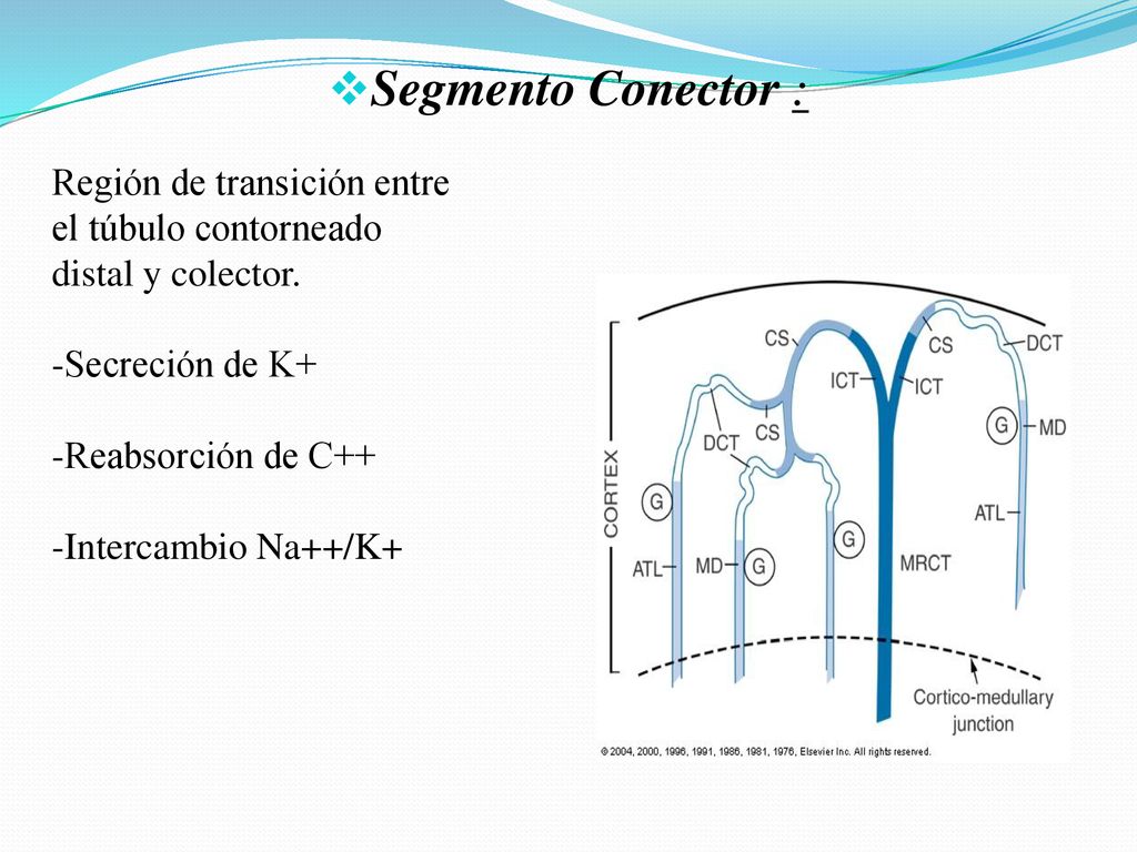 Segmento Conector : Región de transición entre el túbulo contorneado distal y colector. Secreción de K+