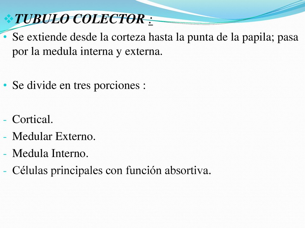 TUBULO COLECTOR : Se extiende desde la corteza hasta la punta de la papila; pasa por la medula interna y externa.
