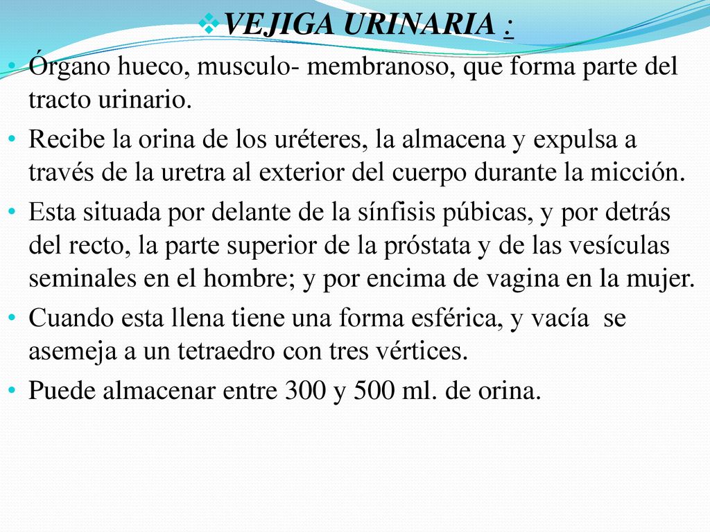 VEJIGA URINARIA : Órgano hueco, musculo- membranoso, que forma parte del tracto urinario.