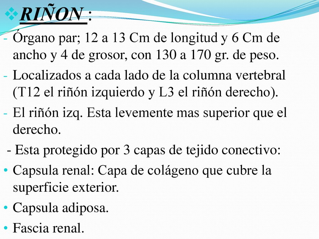 RIÑON : Órgano par; 12 a 13 Cm de longitud y 6 Cm de ancho y 4 de grosor, con 130 a 170 gr. de peso.