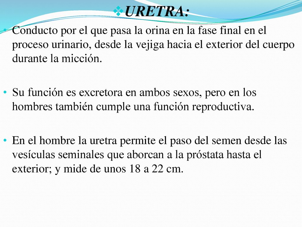 URETRA: Conducto por el que pasa la orina en la fase final en el proceso urinario, desde la vejiga hacia el exterior del cuerpo durante la micción.
