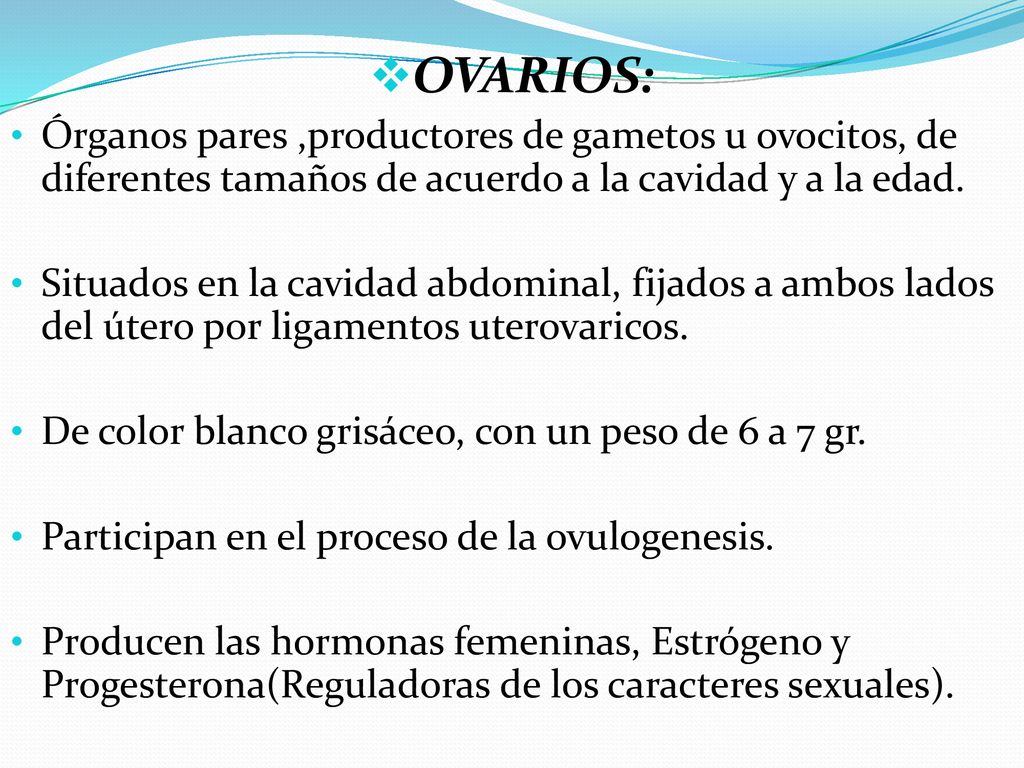 OVARIOS: Órganos pares ,productores de gametos u ovocitos, de diferentes tamaños de acuerdo a la cavidad y a la edad.