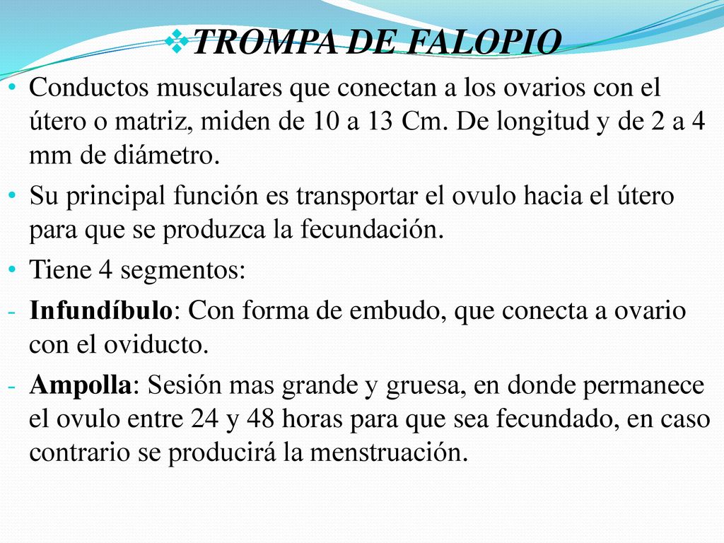 TROMPA DE FALOPIO Conductos musculares que conectan a los ovarios con el útero o matriz, miden de 10 a 13 Cm. De longitud y de 2 a 4 mm de diámetro.