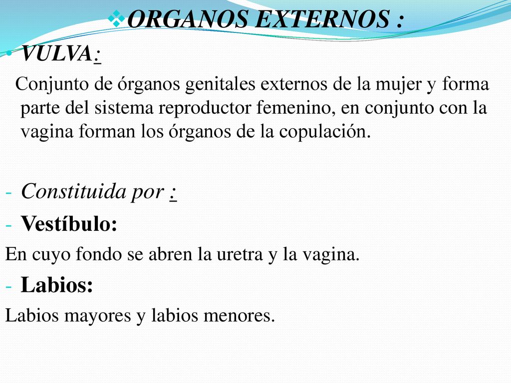 ORGANOS EXTERNOS : VULVA: Constituida por : Vestíbulo: Labios: