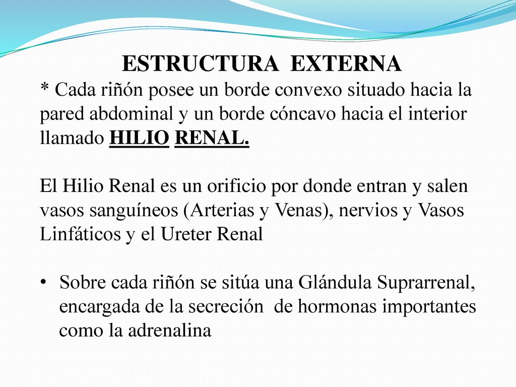 ESTRUCTURA EXTERNA * Cada riñón posee un borde convexo situado hacia la pared abdominal y un borde cóncavo hacia el interior llamado HILIO RENAL.