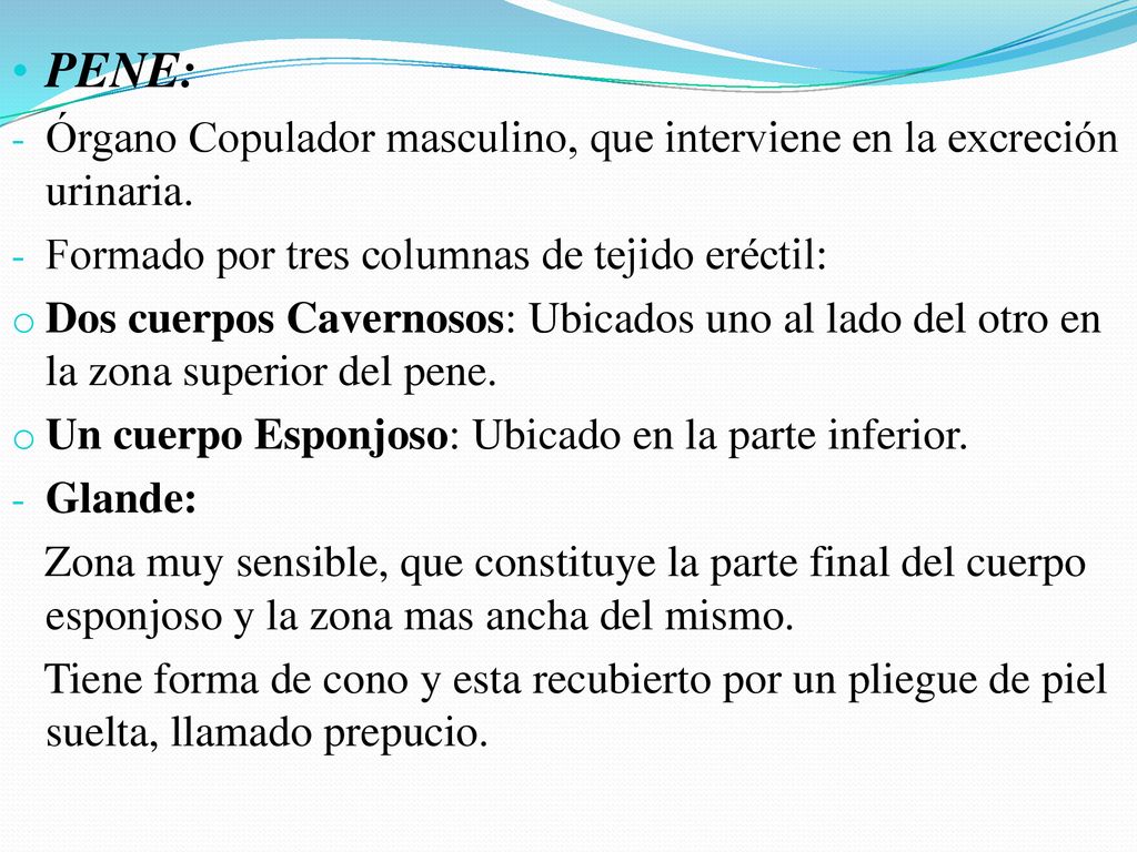 PENE: Órgano Copulador masculino, que interviene en la excreción urinaria. Formado por tres columnas de tejido eréctil: