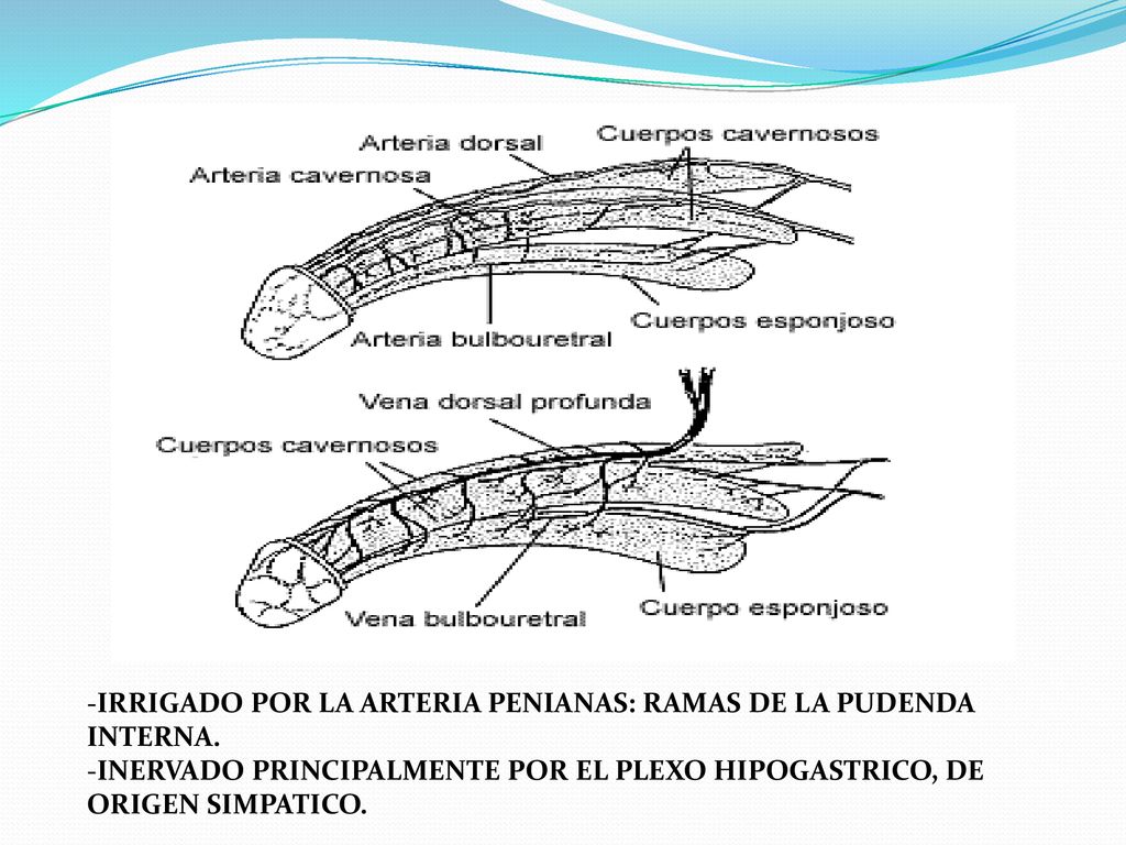 IRRIGADO POR LA ARTERIA PENIANAS: RAMAS DE LA PUDENDA INTERNA.