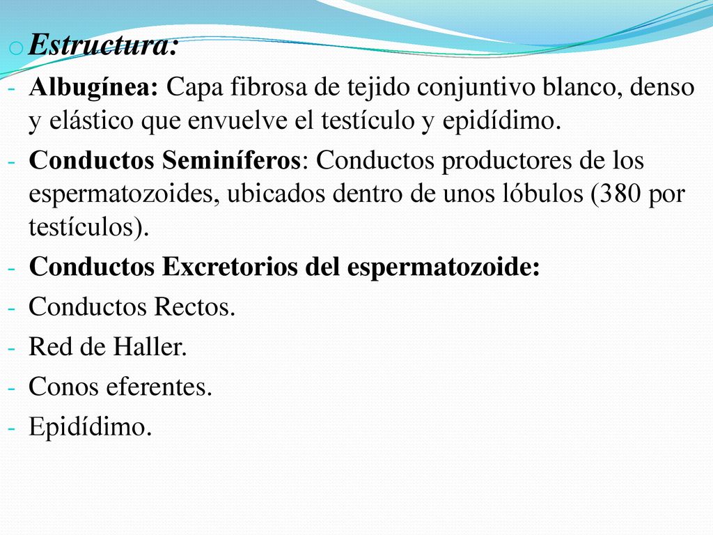 Estructura: Albugínea: Capa fibrosa de tejido conjuntivo blanco, denso y elástico que envuelve el testículo y epidídimo.