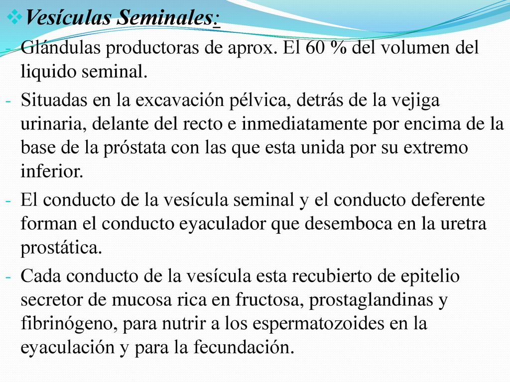 Vesículas Seminales: Glándulas productoras de aprox. El 60 % del volumen del liquido seminal.