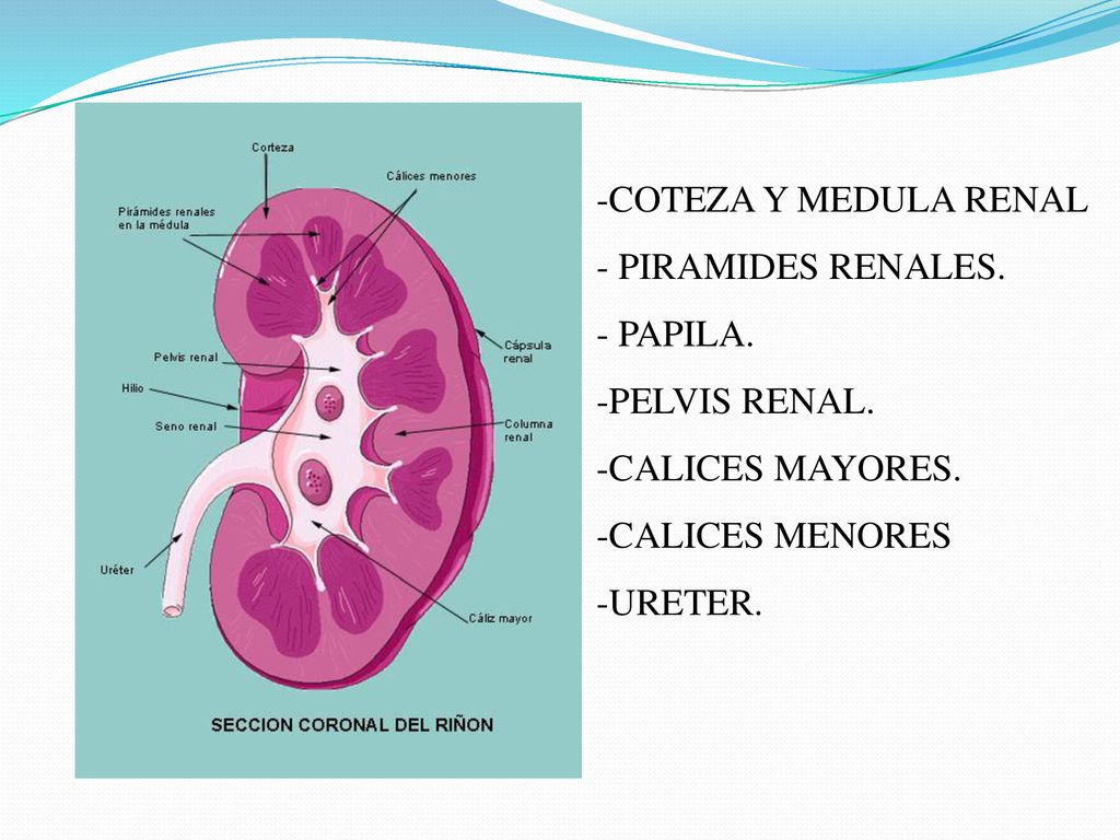 COTEZA Y MEDULA RENAL PIRAMIDES RENALES. PAPILA. PELVIS RENAL. CALICES MAYORES. CALICES MENORES.