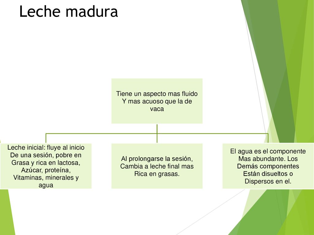 Leche madura Tiene un aspecto mas fluido Y mas acuoso que la de vaca