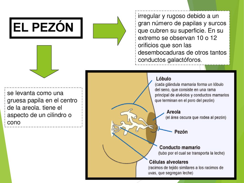 irregular y rugoso debido a un gran número de papilas y surcos que cubren su superficie. En su extremo se observan 10 o 12 orificios que son las desembocaduras de otros tantos conductos galactóforos.