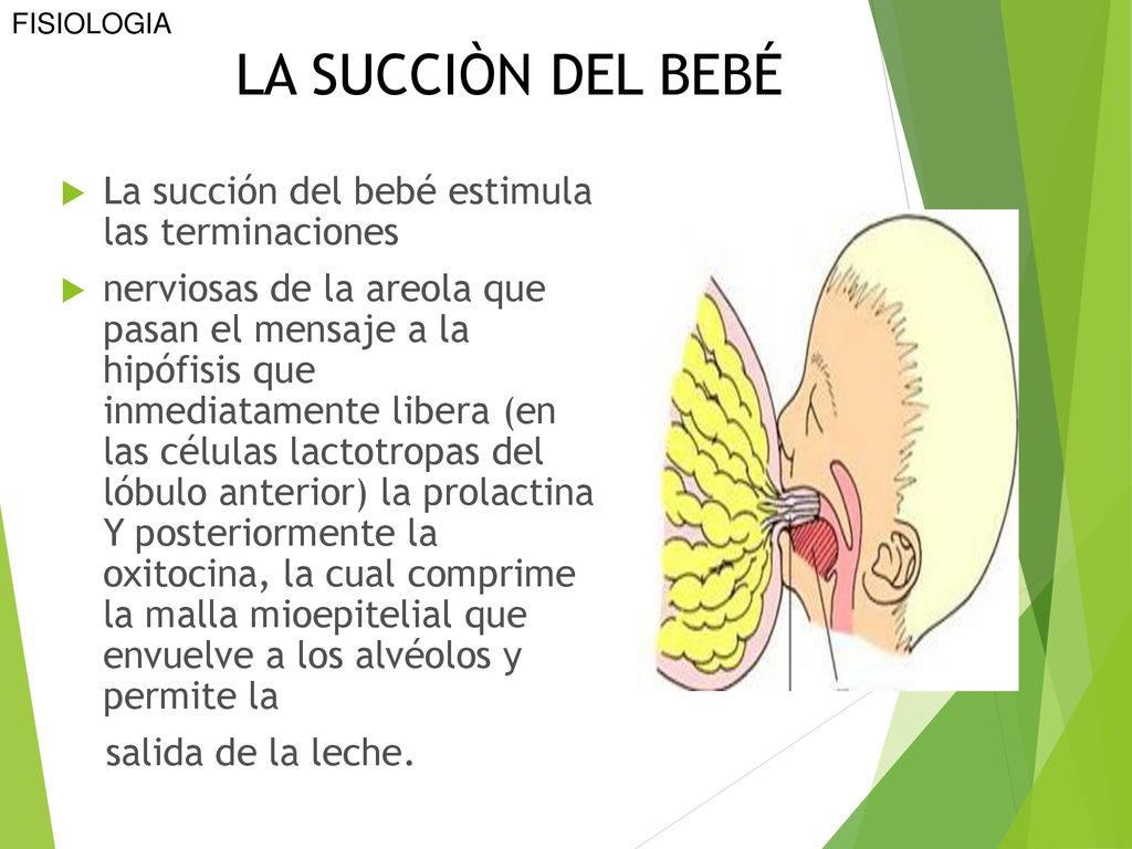 LA SUCCIÒN DEL BEBÉ La succión del bebé estimula las terminaciones